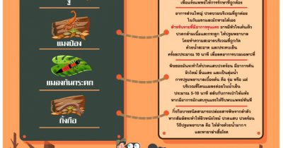 สาย ลุยป่า ระวังอันตรายจากแมลง สัตว์มีพิษ